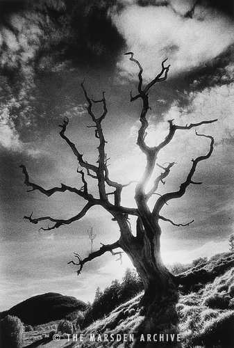 Gnarled Tree, the Black Mountains, Powys, Wales (MA-L-047)