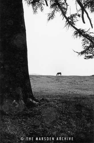 Horse in the Landscape, Yorkshire, England (MA-L-003)