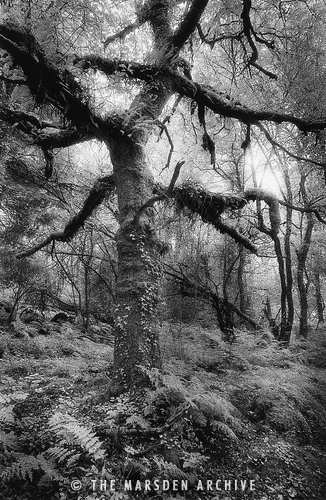 Woods on the Edge of Dartmoor, Devon, England (MA-L-286)