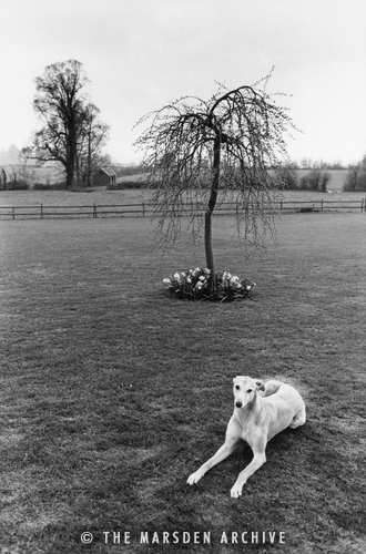 Greyhound, Dorset, England (MA-L-001)