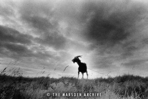 Goat in the Landscape, Suffolk, England (MA-L-008)